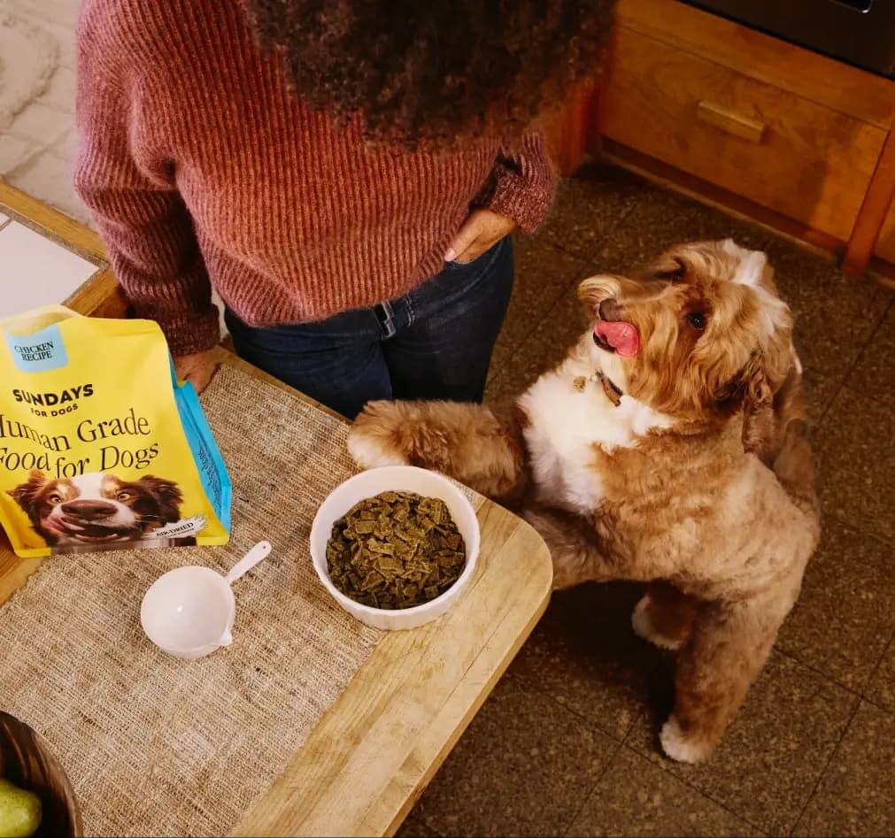 How Sundays for Dogs Drove 7-Figure Net New Revenue With Applied Labs